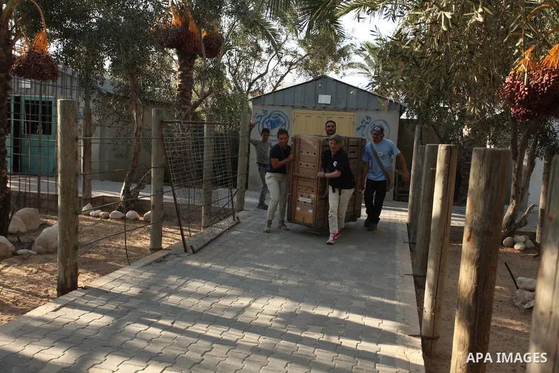 Members of the international animal welfare charity "Four Paws" carry a cage containing a monkey at a zoo in Khan Yunis, in the southern Gaza Strip, prior to evacuating all the animals at the zoo out of the Palestinian e...