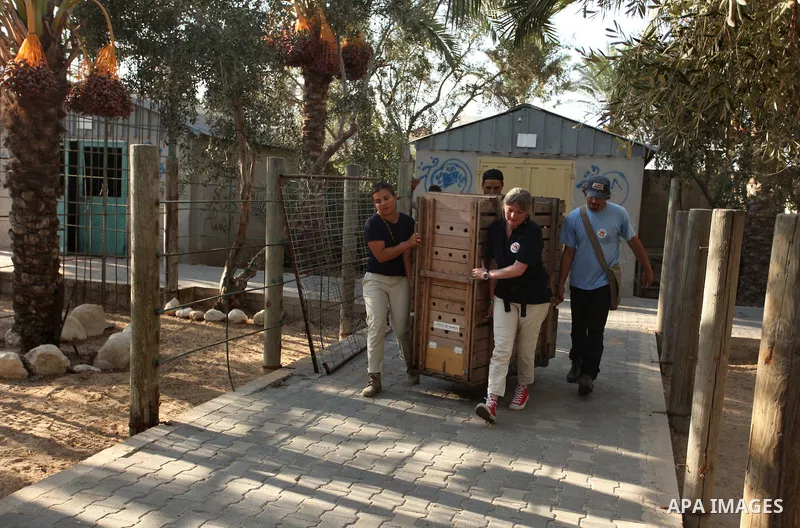 Members of the international animal welfare charity "Four Paws" carry a cage containing a monkey at a zoo in Khan Yunis, in the southern Gaza Strip, prior to evacuating all the animals at the zoo out of the Palestinian e...