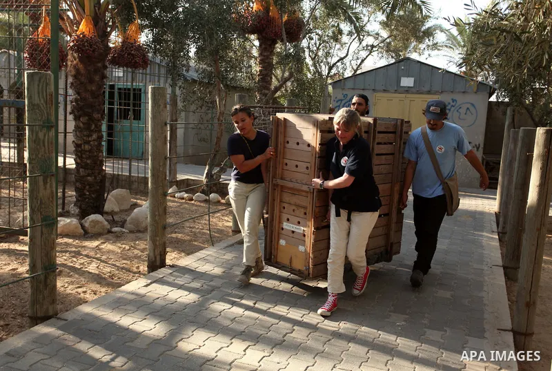 Members of the international animal welfare charity "Four Paws" clean cages at a zoo in Khan Yunis, in the southern Gaza Strip, prior to evacuating all the animals at the zoo out of the Palestinian enclave on Aug. 23, 20...