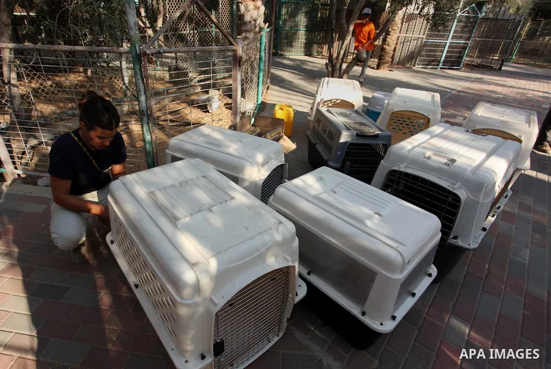 Members of the international animal welfare charity "Four Paws" clean cages at a zoo in Khan Yunis, in the southern Gaza Strip, prior to evacuating all the animals at the zoo out of the Palestinian enclave on Aug. 23, 20...
