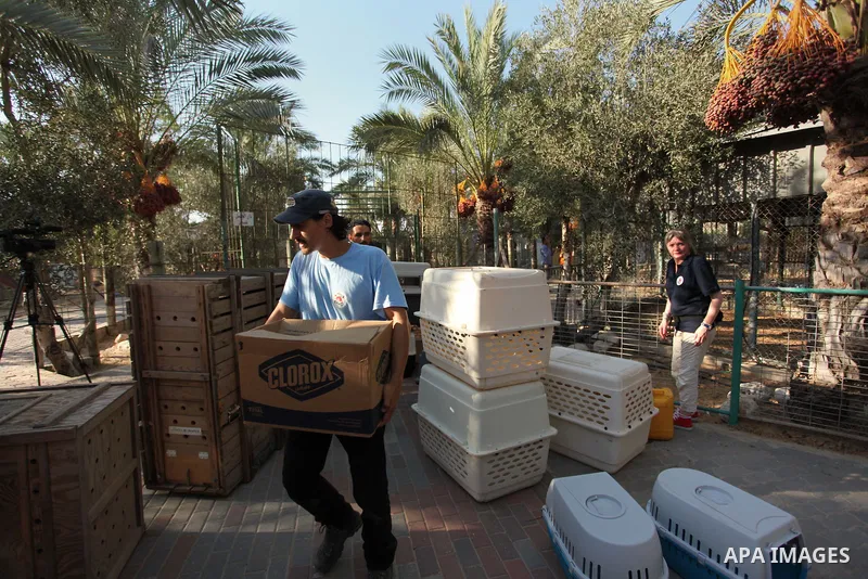 Members of the international animal welfare charity "Four Paws" clean cages at a zoo in Khan Yunis, in the southern Gaza Strip, prior to evacuating all the animals at the zoo out of the Palestinian enclave on Aug. 23, 20...