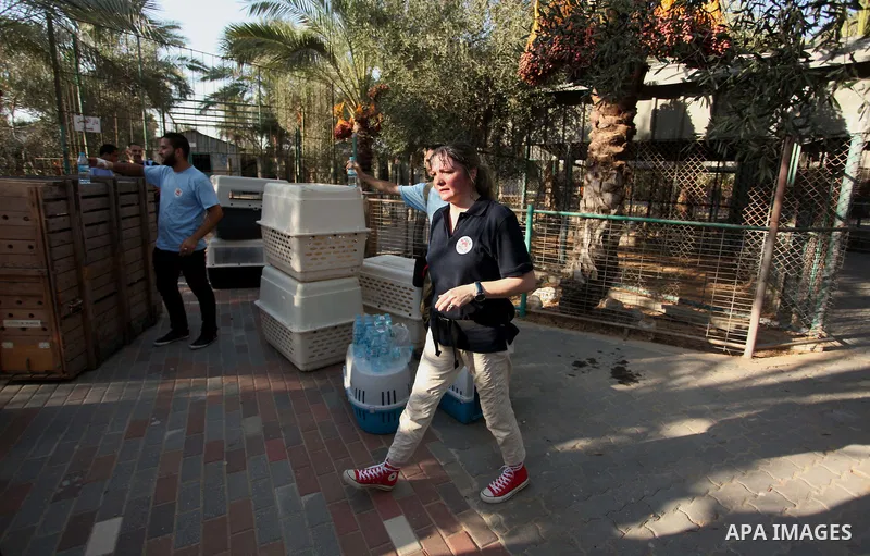 Members of the international animal welfare charity "Four Paws" clean cages at a zoo in Khan Yunis, in the southern Gaza Strip, prior to evacuating all the animals at the zoo out of the Palestinian enclave on Aug. 23, 20...