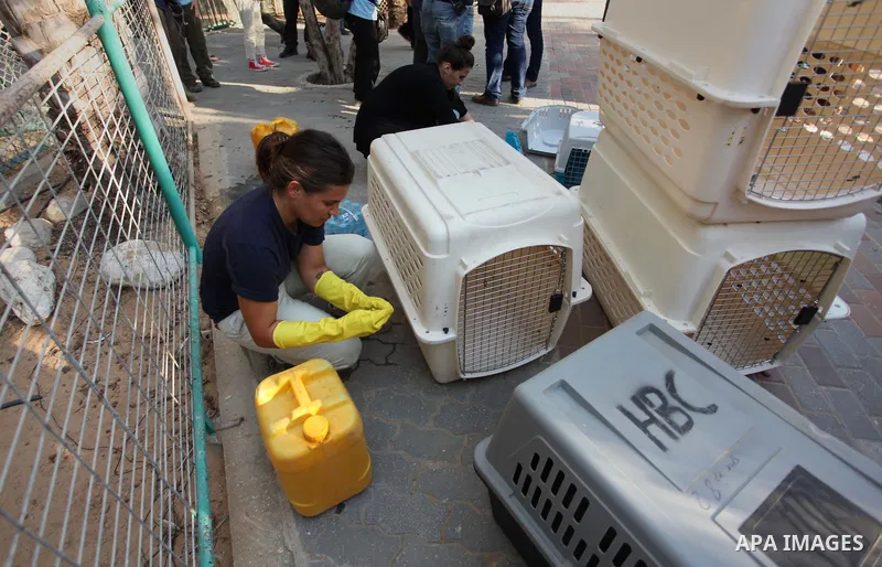 Members of the international animal welfare charity "Four Paws" clean cages at a zoo in Khan Yunis, in the southern Gaza Strip, prior to evacuating all the animals at the zoo out of the Palestinian enclave on Aug. 23, 20...