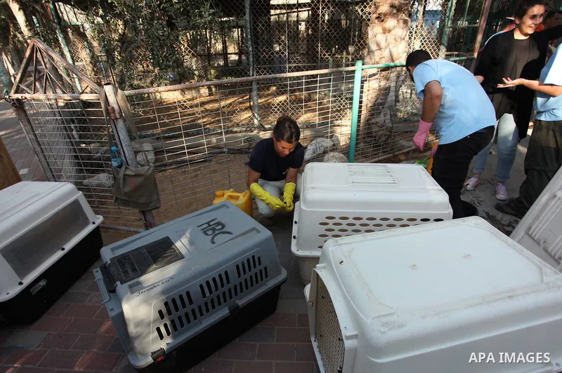 Members of the international animal welfare charity "Four Paws" clean cages at a zoo in Khan Yunis, in the southern Gaza Strip, prior to evacuating all the animals at the zoo out of the Palestinian enclave on Aug. 23, 20...