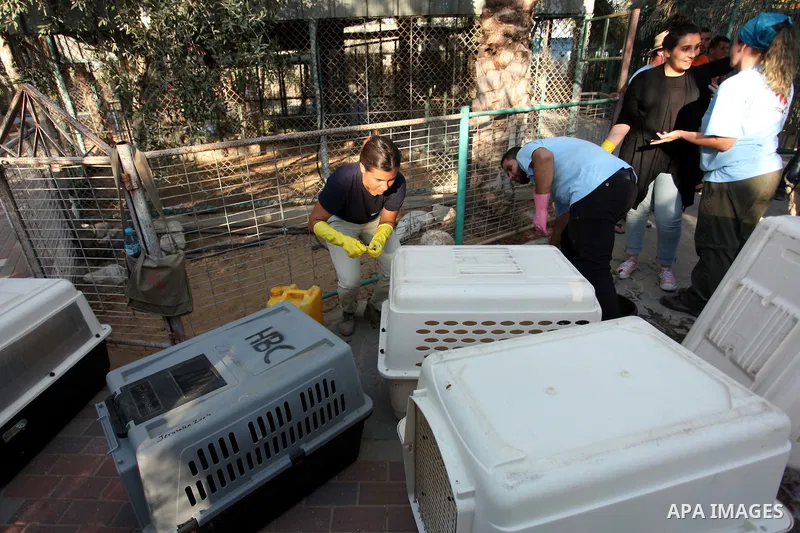 Members of the international animal welfare charity "Four Paws" clean cages at a zoo in Khan Yunis, in the southern Gaza Strip, prior to evacuating all the animals at the zoo out of the Palestinian enclave on Aug. 23, 20...