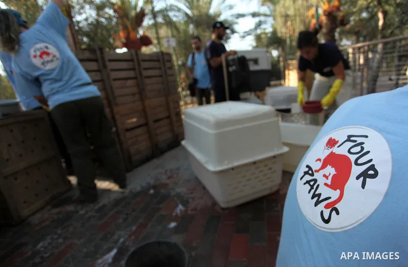 Members of the international animal welfare charity "Four Paws" clean cages at a zoo in Khan Yunis, in the southern Gaza Strip, prior to evacuating all the animals at the zoo out of the Palestinian enclave on Aug. 23, 20...