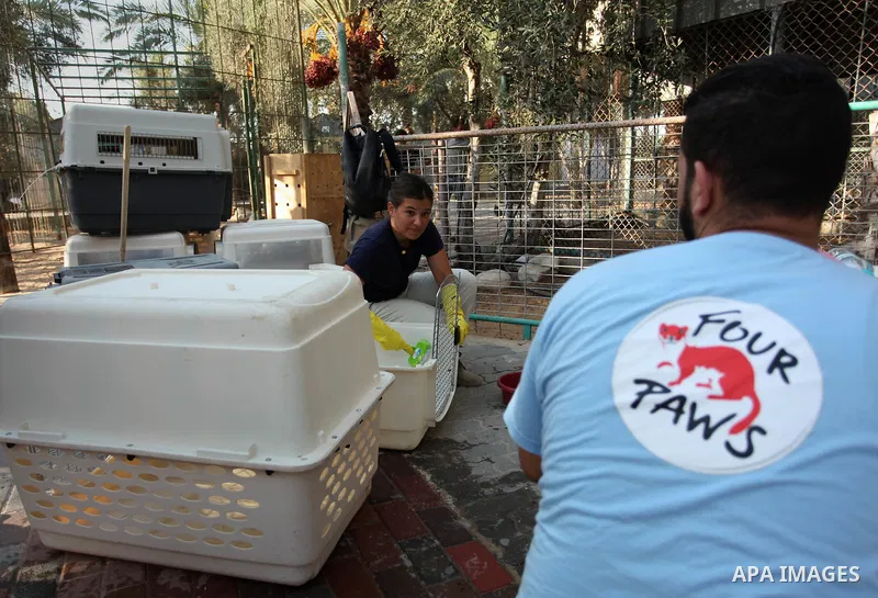 Members of the international animal welfare charity "Four Paws" clean cages at a zoo in Khan Yunis, in the southern Gaza Strip, prior to evacuating all the animals at the zoo out of the Palestinian enclave on Aug. 23, 20...