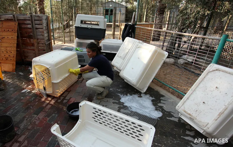 Members of the international animal welfare charity "Four Paws" clean cages at a zoo in Khan Yunis, in the southern Gaza Strip, prior to evacuating all the animals at the zoo out of the Palestinian enclave on Aug. 23, 20...