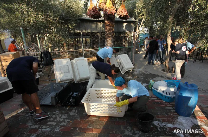Members of the international animal welfare charity "Four Paws" clean cages at a zoo in Khan Yunis, in the southern Gaza Strip, prior to evacuating all the animals at the zoo out of the Palestinian enclave on Aug. 23, 20...