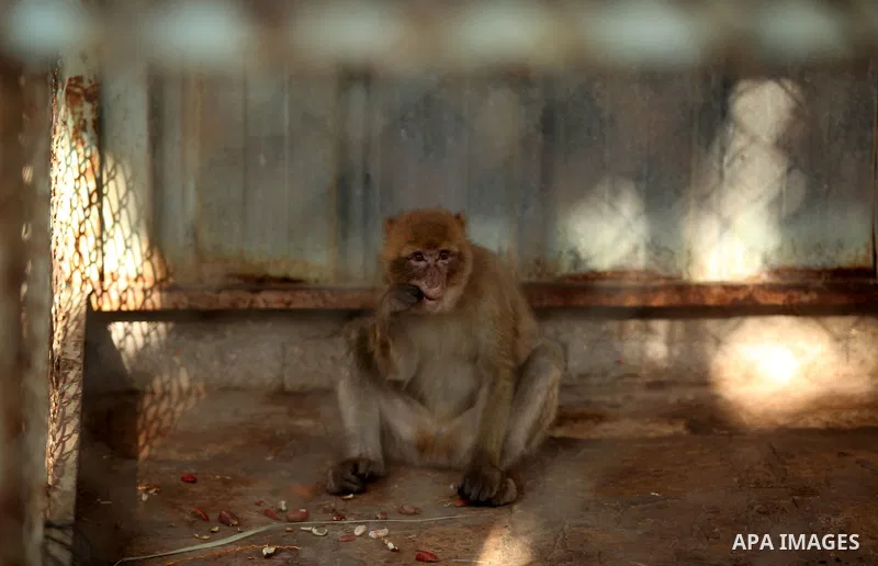 A monkey is seen at a zoo in Khan Yunis, in the southern Gaza Strip, as Members of the international animal welfare charity "Four Paws" check animals prior to evacuating all the animals at the zoo out of the Palestinian...