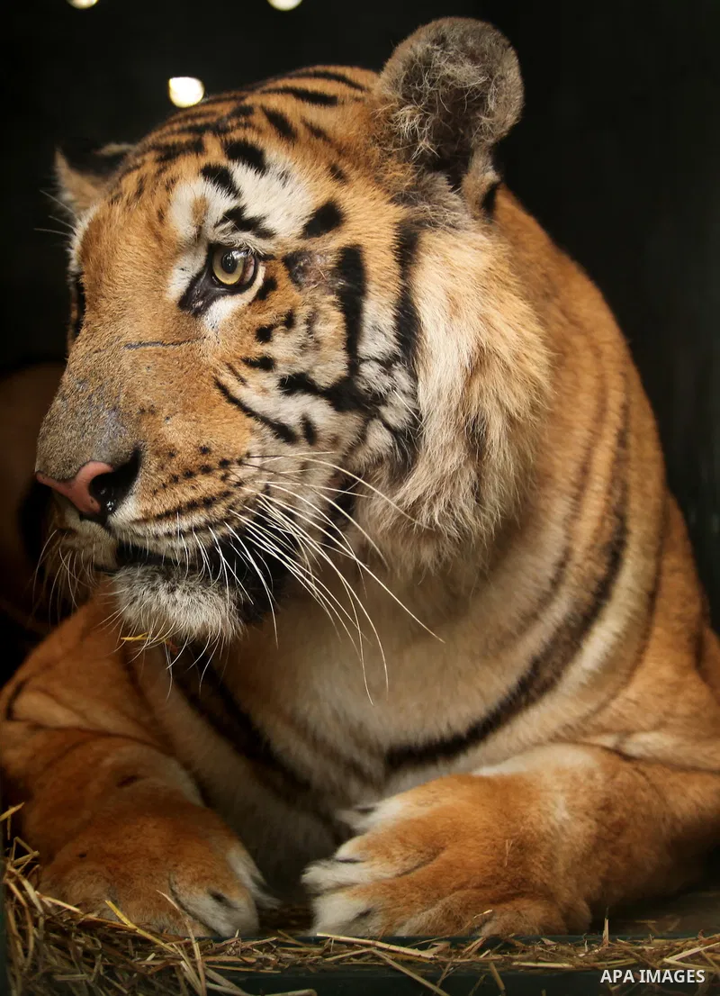 A tiger is seen at a zoo in Khan Yunis, in the southern Gaza Strip, as Members of the international animal welfare charity "Four Paws" check animals prior to evacuating all the animals at the zoo out of the Palestinian e...