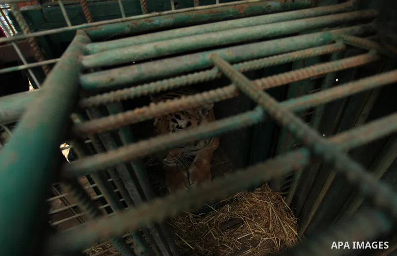 A tiger is seen at a zoo in Khan Yunis, in the southern Gaza Strip, as Members of the international animal welfare charity "Four Paws" check animals prior to evacuating all the animals at the zoo out of the Palestinian e...