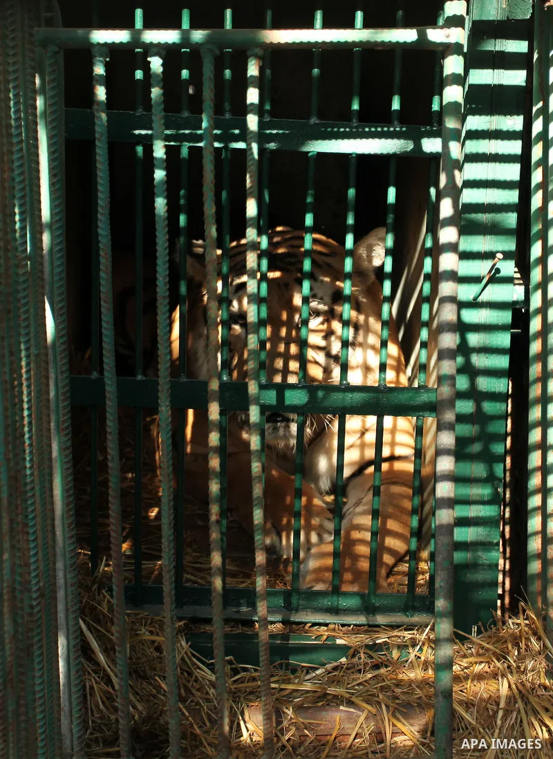 A tiger is seen at a zoo in Khan Yunis, in the southern Gaza Strip, as Members of the international animal welfare charity "Four Paws" check animals prior to evacuating all the animals at the zoo out of the Palestinian e...