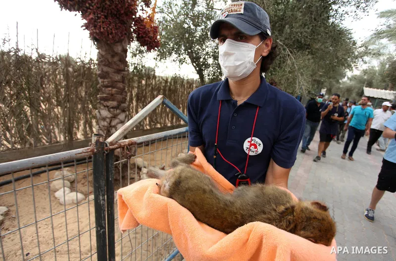 Members of the international animal welfare charity "Four Paws" check monkeys at a zoo in Khan Yunis in the southern Gaza Strip on August 24, 2016. A team of foreign veterinarians are evacuating the last surviving animal...