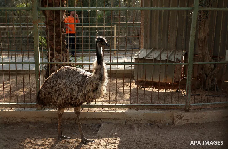 A ostrich is seen at a zoo in Khan Yunis, in the southern Gaza Strip, as Members of the international animal welfare charity "Four Paws" check animals prior to evacuating all the animals at the zoo out of the Palestinian...
