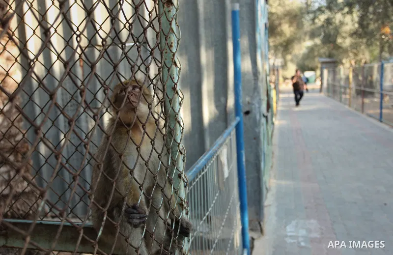 A monkey is seen at a zoo in Khan Yunis, in the southern Gaza Strip, as Members of the international animal welfare charity "Four Paws" check animals prior to evacuating all the animals at the zoo out of the Palestinian...