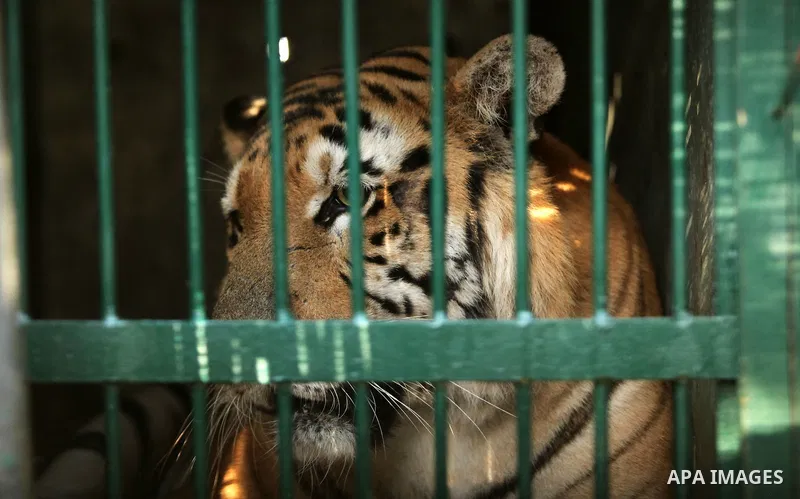 A tiger is seen at a zoo in Khan Yunis, in the southern Gaza Strip, as Members of the international animal welfare charity "Four Paws" check animals prior to evacuating all the animals at the zoo out of the Palestinian e...