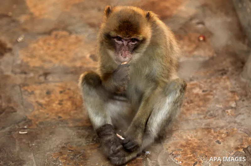 A monkey is seen at a zoo in Khan Yunis, in the southern Gaza Strip, as Members of the international animal welfare charity "Four Paws" check animals prior to evacuating all the animals at the zoo out of the Palestinian...