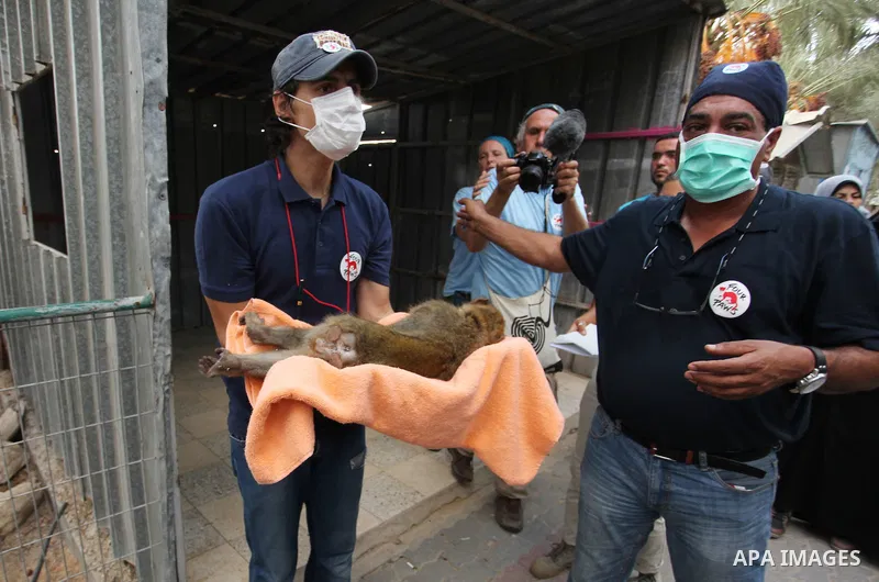 Members of the international animal welfare charity "Four Paws" check monkeys at a zoo in Khan Yunis in the southern Gaza Strip on August 24, 2016. A team of foreign veterinarians are evacuating the last surviving animal...