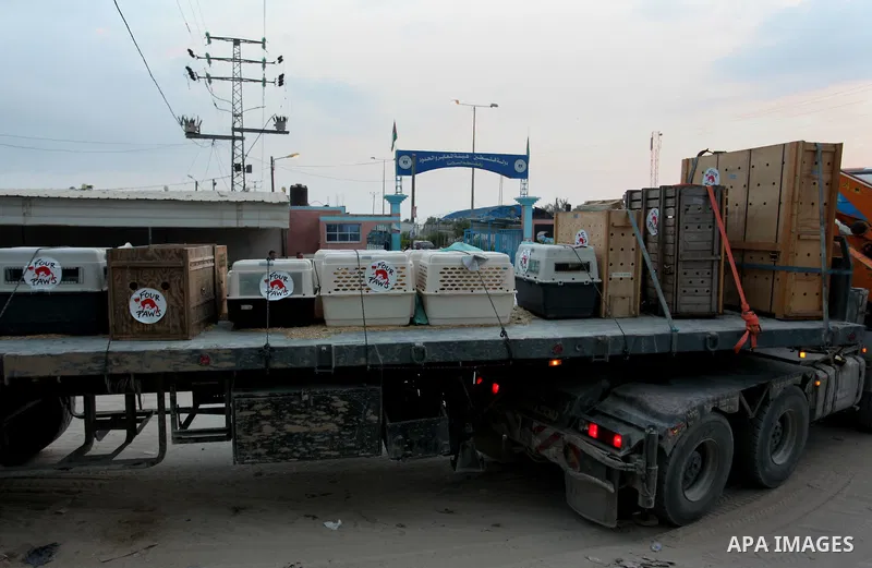 Members of the international animal welfare charity "Four Paws" transport animals across the Erez border crossing into Israel after evacuating them from the zoo in Khan Yunis in the southern Gaza Strip on August 24, 2016...