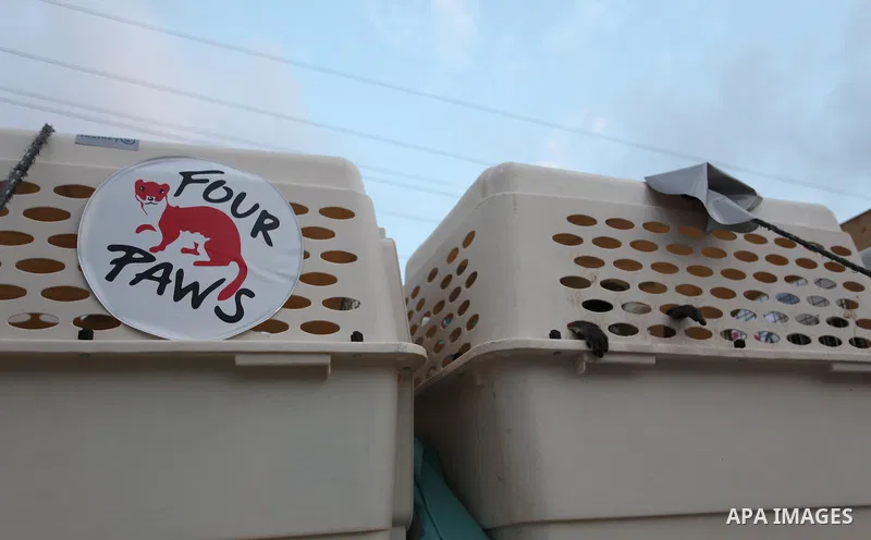 Members of the international animal welfare charity "Four Paws" transport animals across the Erez border crossing into Israel after evacuating them from the zoo in Khan Yunis in the southern Gaza Strip on August 24, 2016...