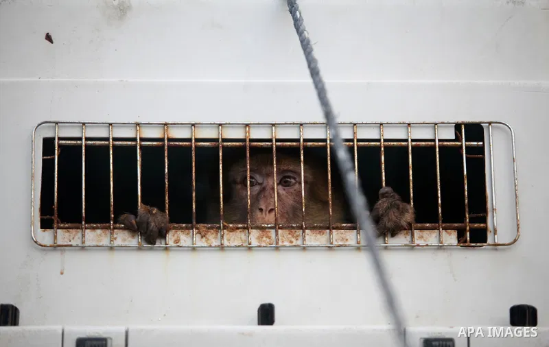 Members of the international animal welfare charity "Four Paws" transport animals across the Erez border crossing into Israel after evacuating them from the zoo in Khan Yunis in the southern Gaza Strip on August 24, 2016...