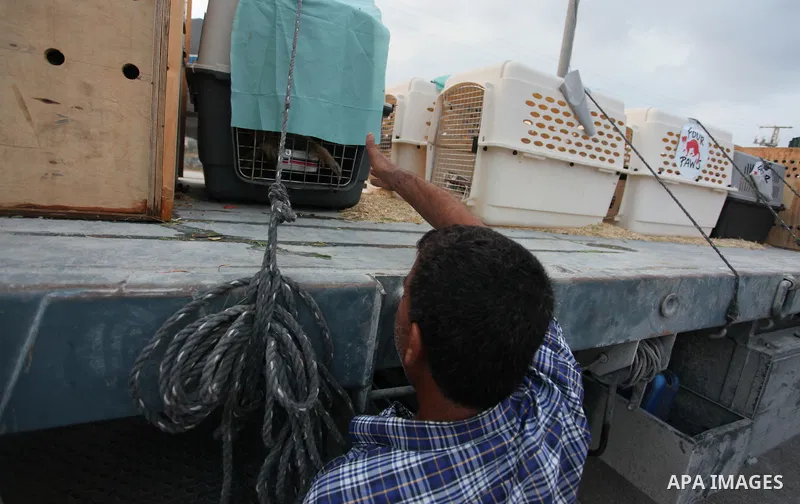Members of the international animal welfare charity "Four Paws" transport animals across the Erez border crossing into Israel after evacuating them from the zoo in Khan Yunis in the southern Gaza Strip on August 24, 2016...