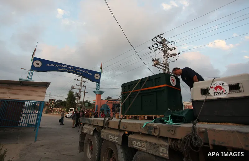 Members of the international animal welfare charity "Four Paws" transport animals across the Erez border crossing into Israel after evacuating them from the zoo in Khan Yunis in the southern Gaza Strip on August 24, 2016...