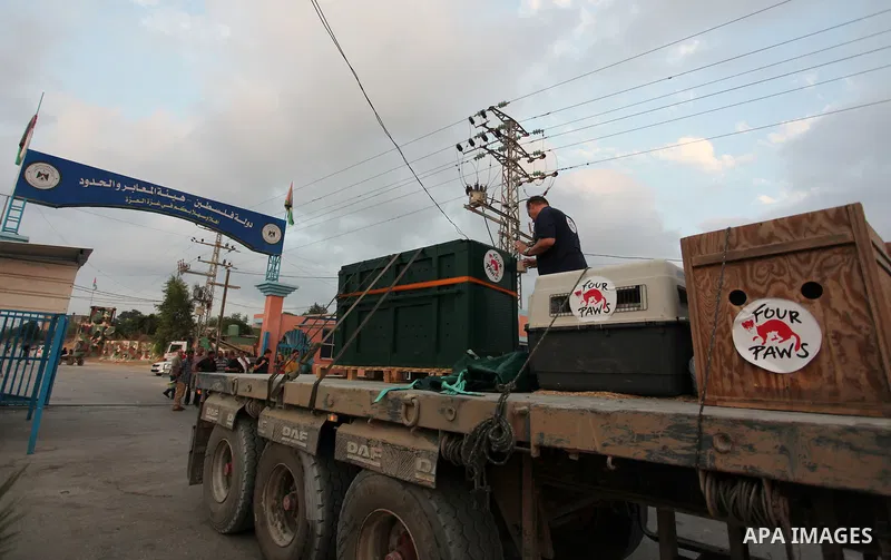 Members of the international animal welfare charity "Four Paws" transport animals across the Erez border crossing into Israel after evacuating them from the zoo in Khan Yunis in the southern Gaza Strip on August 24, 2016...