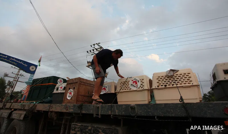 Members of the international animal welfare charity "Four Paws" transport animals across the Erez border crossing into Israel after evacuating them from the zoo in Khan Yunis in the southern Gaza Strip on August 24, 2016...