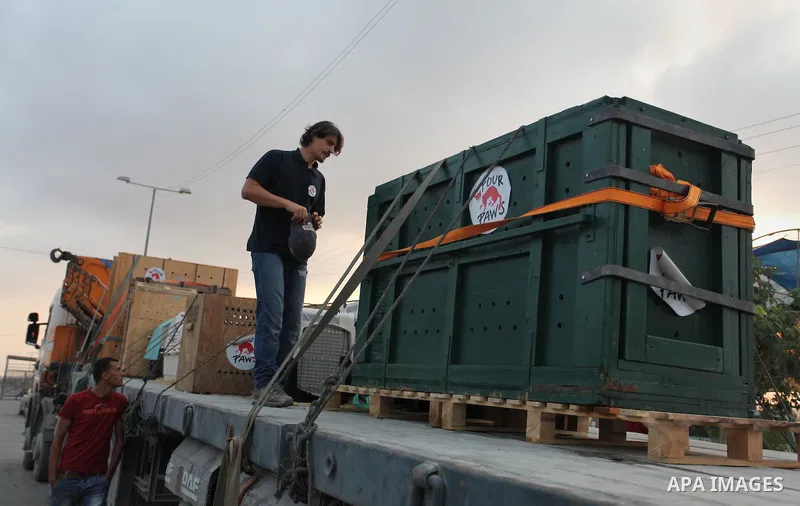 Members of the international animal welfare charity "Four Paws" transport animals across the Erez border crossing into Israel after evacuating them from the zoo in Khan Yunis in the southern Gaza Strip on August 24, 2016...