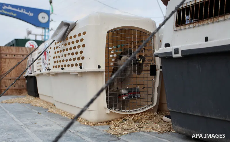 Members of the international animal welfare charity "Four Paws" transport animals across the Erez border crossing into Israel after evacuating them from the zoo in Khan Yunis in the southern Gaza Strip on August 24, 2016...