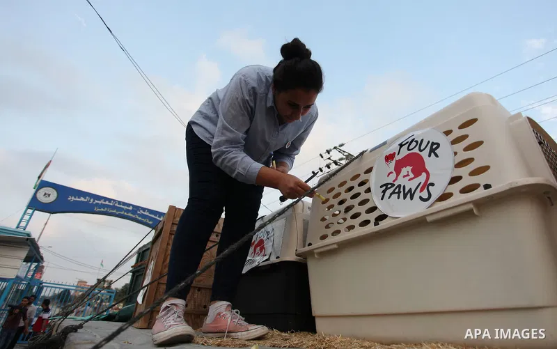 Members of the international animal welfare charity "Four Paws" transport animals across the Erez border crossing into Israel after evacuating them from the zoo in Khan Yunis in the southern Gaza Strip on August 24, 2016...