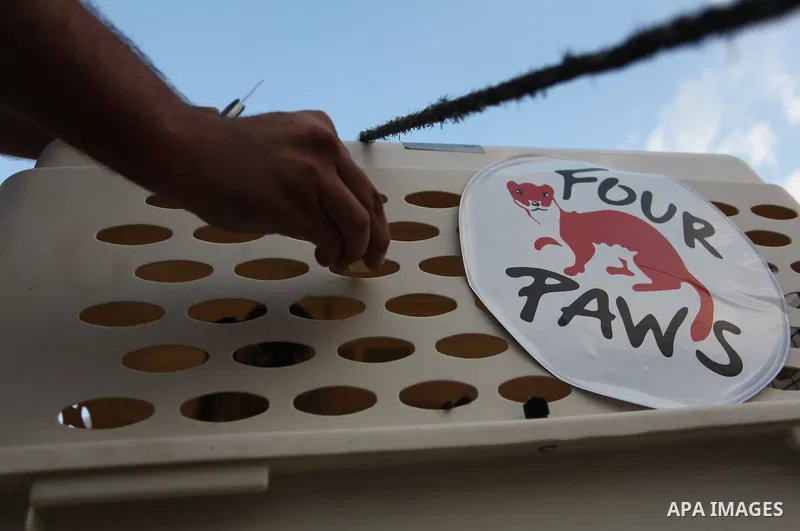 Members of the international animal welfare charity "Four Paws" transport animals across the Erez border crossing into Israel after evacuating them from the zoo in Khan Yunis in the southern Gaza Strip on August 24, 2016...