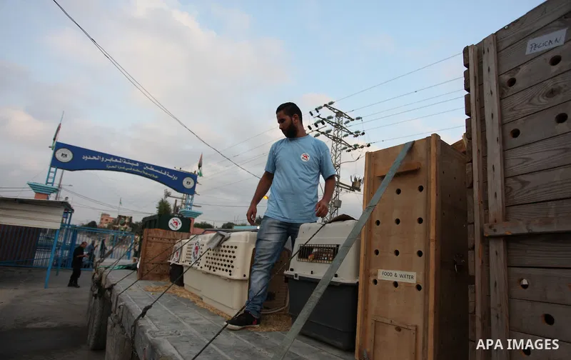 Members of the international animal welfare charity "Four Paws" transport animals across the Erez border crossing into Israel after evacuating them from the zoo in Khan Yunis in the southern Gaza Strip on August 24, 2016...