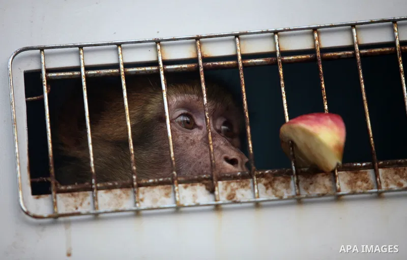 Members of the international animal welfare charity "Four Paws" transport animals across the Erez border crossing into Israel after evacuating them from the zoo in Khan Yunis in the southern Gaza Strip on August 24, 2016...