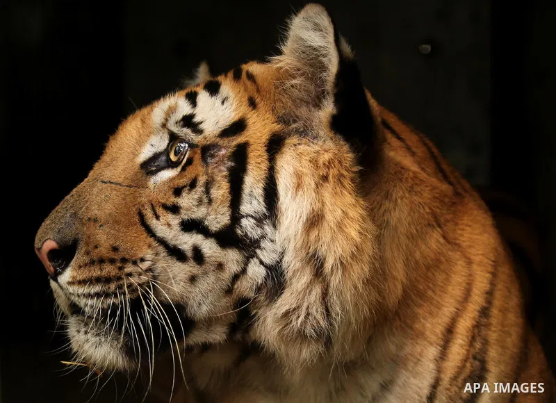 A tiger named Laziz stands in its enclosure before it is taken out of Gaza by Four Paws International, at a zoo in Khan Younis in the southern Gaza Strip August 23, 2016. A team of foreign veterinarians are evacuating th...