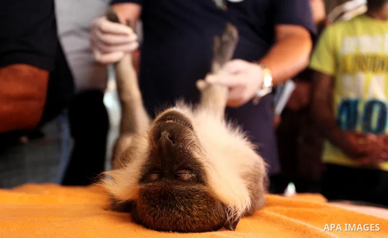 Members of the international animal welfare charity ''Four Paws'' check monkeys at a zoo in Khan Yunis in the southern Gaza Strip on August 23, 2016. A team of foreign veterinarians are evacuating the last surviving anim...