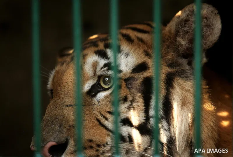 A tiger named Laziz stands in its enclosure before it is taken out of Gaza by Four Paws International, at a zoo in Khan Younis in the southern Gaza Strip August 23, 2016. A team of foreign veterinarians are evacuating th...