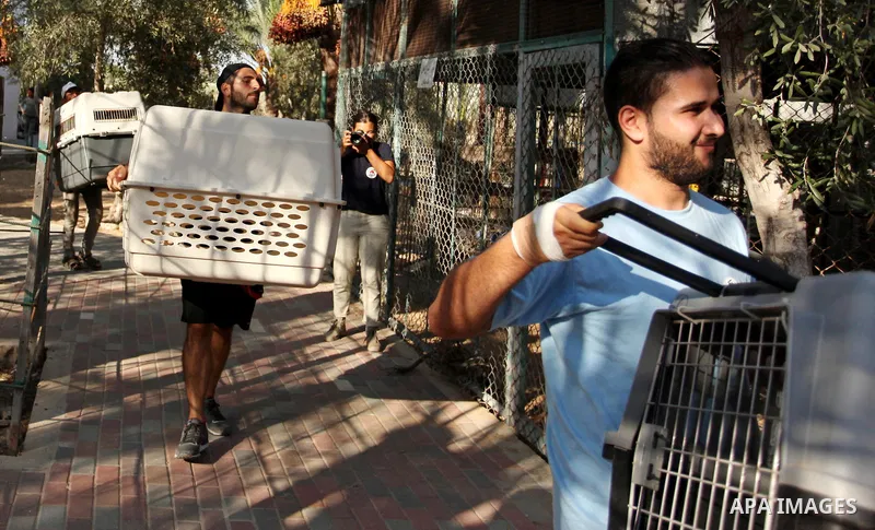 Members of the international animal welfare charity ''Four Paws'' carry a cage containing a monkey at a zoo in Khan Yunis, in the southern Gaza Strip, prior to evacuating all the animals at the zoo out of the Palestinian...