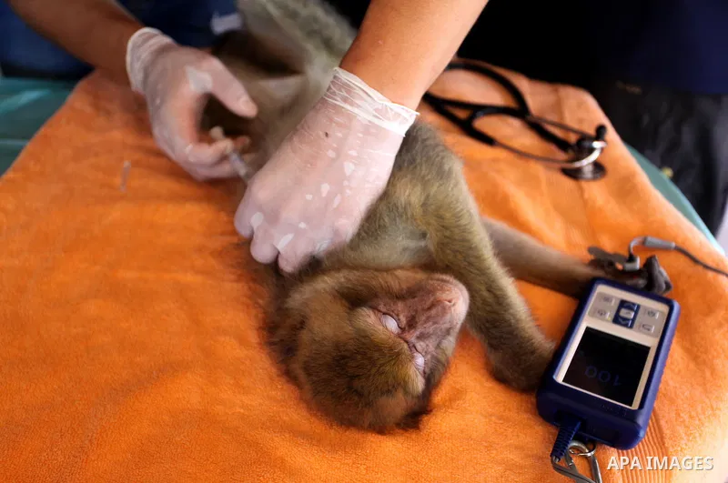 Members of the international animal welfare charity ''Four Paws'' check monkeys at a zoo in Khan Yunis in the southern Gaza Strip on August 23, 2016. A team of foreign veterinarians are evacuating the last surviving anim...