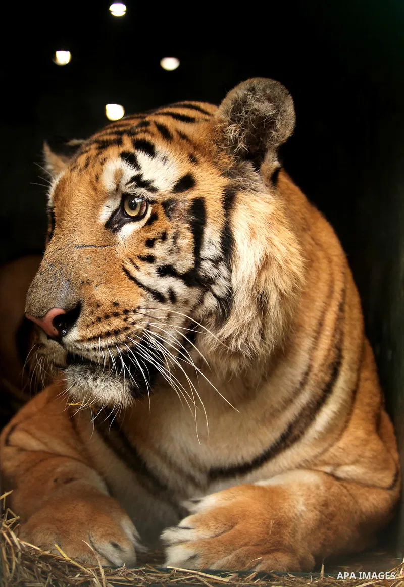 A tiger named Laziz stands in its enclosure before it is taken out of Gaza by Four Paws International, at a zoo in Khan Younis in the southern Gaza Strip August 23, 2016. A team of foreign veterinarians are evacuating th...