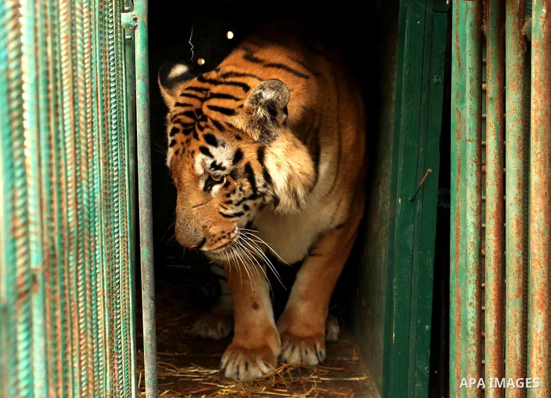 A tiger named Laziz stands in its enclosure before it is taken out of Gaza by Four Paws International, at a zoo in Khan Younis in the southern Gaza Strip August 23, 2016. A team of foreign veterinarians are evacuating th...