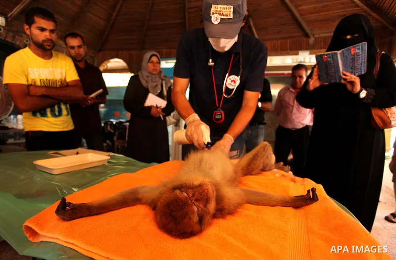 Members of the international animal welfare charity ''Four Paws'' check monkeys at a zoo in Khan Yunis in the southern Gaza Strip on August 23, 2016. A team of foreign veterinarians are evacuating the last surviving anim...