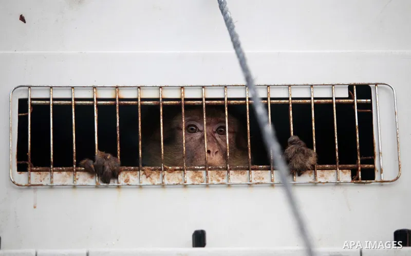 A monkey looks out of a crate on a truck as it waits to leave Gaza after it was evacuated by Four Paws International, at Erez Crossing between Israel and northern Gaza Strip August 24, 2016. A team of foreign veterinaria...