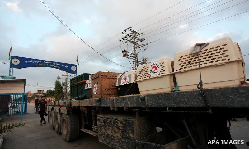 Members of the international animal welfare charity "Four Paws" transport animals at Erez Crossing between Israel and northern Gaza Strip August 24, 2016. A team of foreign veterinarians are evacuating the last surviving...