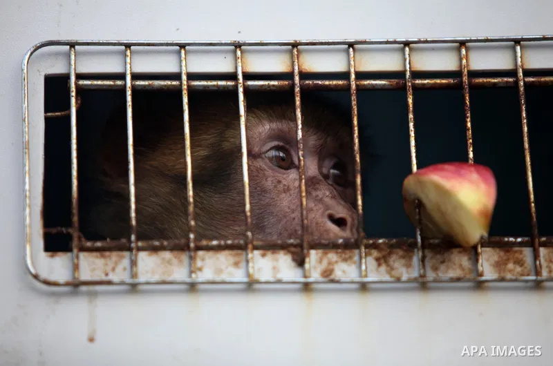 A monkey looks out of a crate on a truck as it waits to leave Gaza after it was evacuated by Four Paws International, at Erez Crossing between Israel and northern Gaza Strip August 24, 2016. A team of foreign veterinaria...