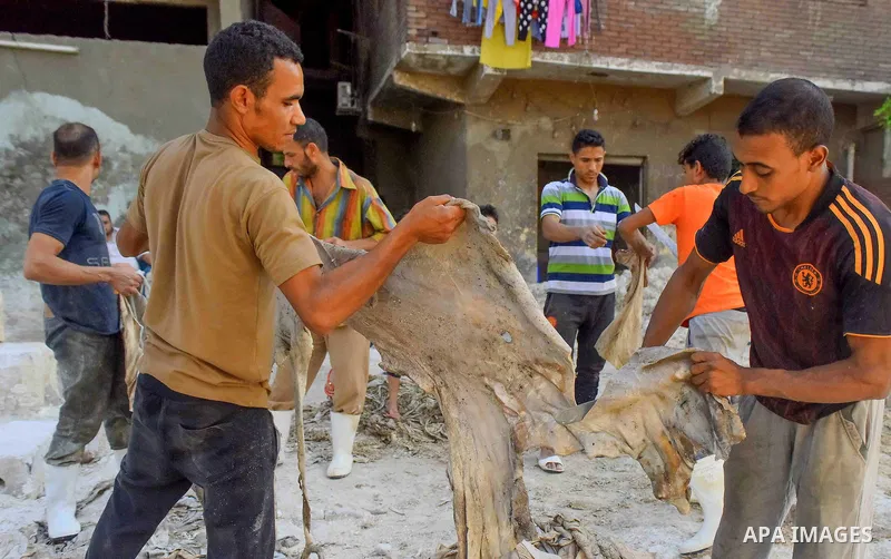 Egyptian leather tannery workers, salt the hides of animals before drying them, at a leather tannery, in Cairo, Egypt, on August 28, 2016. Photo by Amr Sayed
