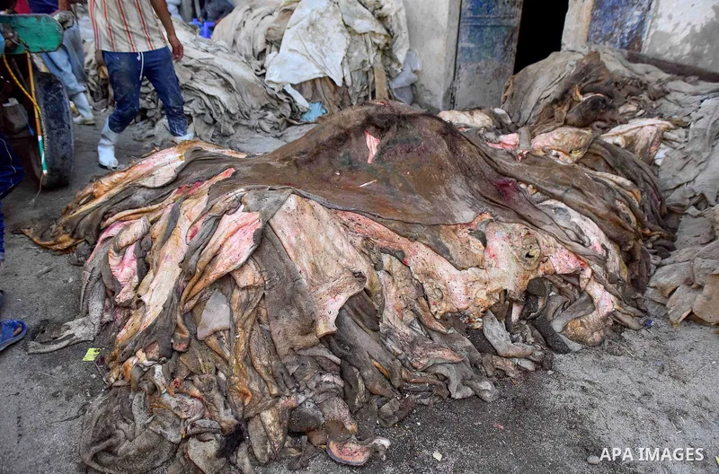 Hides of animals is sorted before drying them, at a leather tannery, in Cairo, Egypt, on August 28, 2016. Photo by Amr Sayed