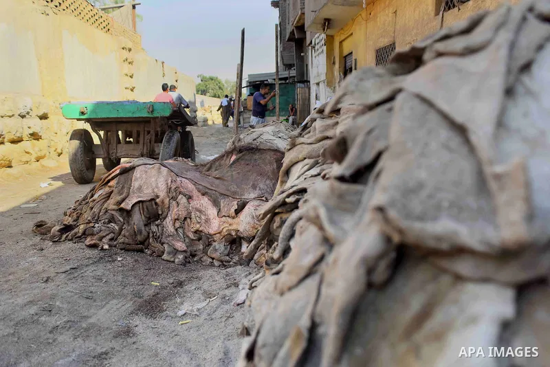 Hides of animals is sorted before drying them, at a leather tannery, in Cairo, Egypt, on August 28, 2016. Photo by Amr Sayed